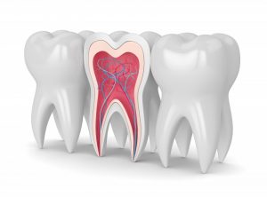 drawing of the layers of the tooth